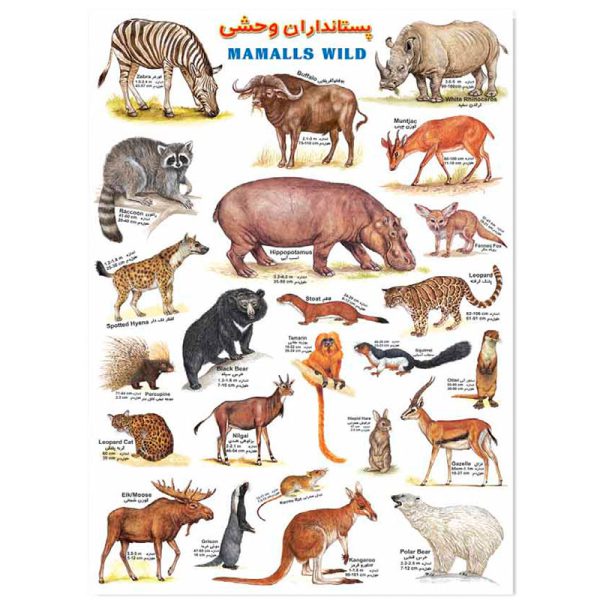 برچسب آموزشی پستانداران وحشی