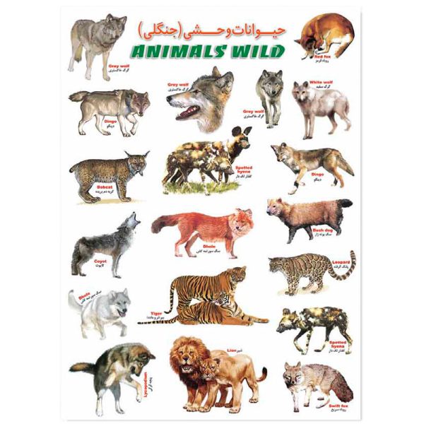 برچسب آموزشی حیوانات وحشی جنگلی