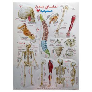 برچسب آموزشی اعضای بدن استخوان ها